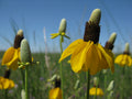 SOMBRERO MEXICAIN<br><i><b>Ratibida columnifera</i></b>