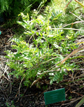 REGLISSE<br><i><b>Glycyrrhiza glabra</i></b>