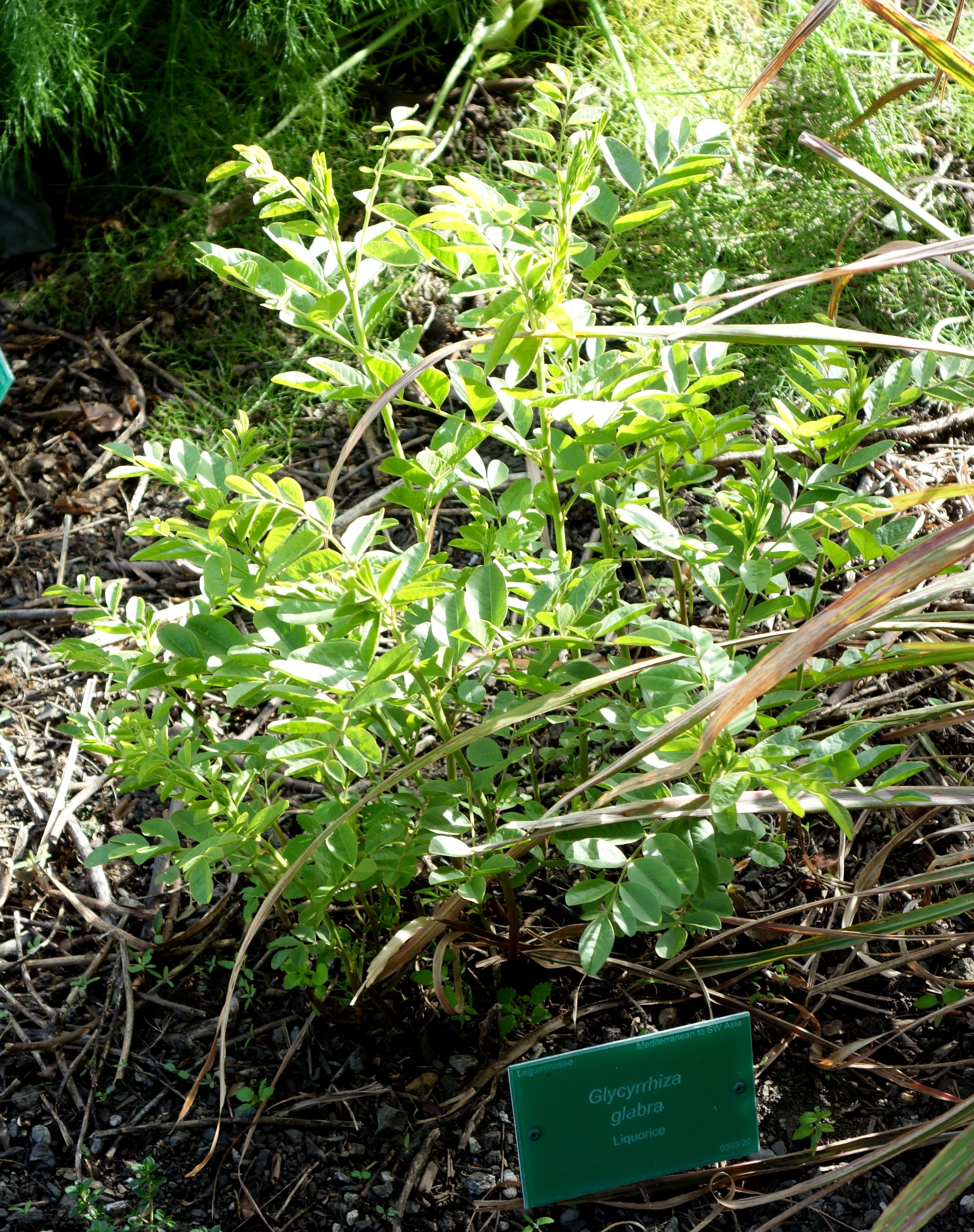 REGLISSE<br><i><b>Glycyrrhiza glabra</i></b>