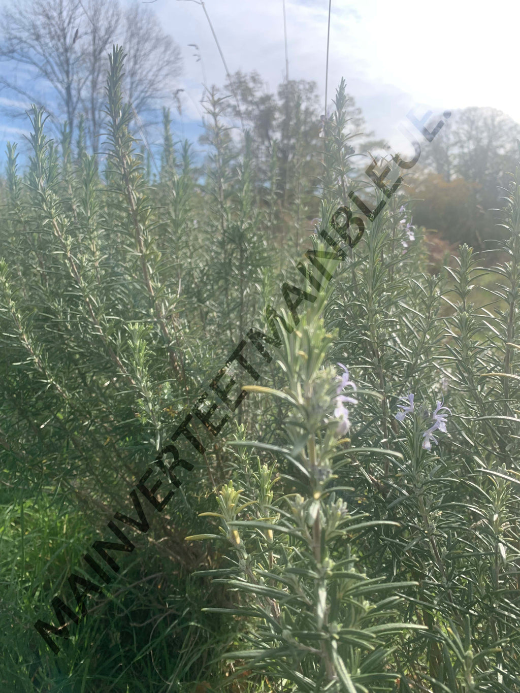 ROMARIN OFFICINAL<br><i><b>Salvia rosmarinus</i></b>