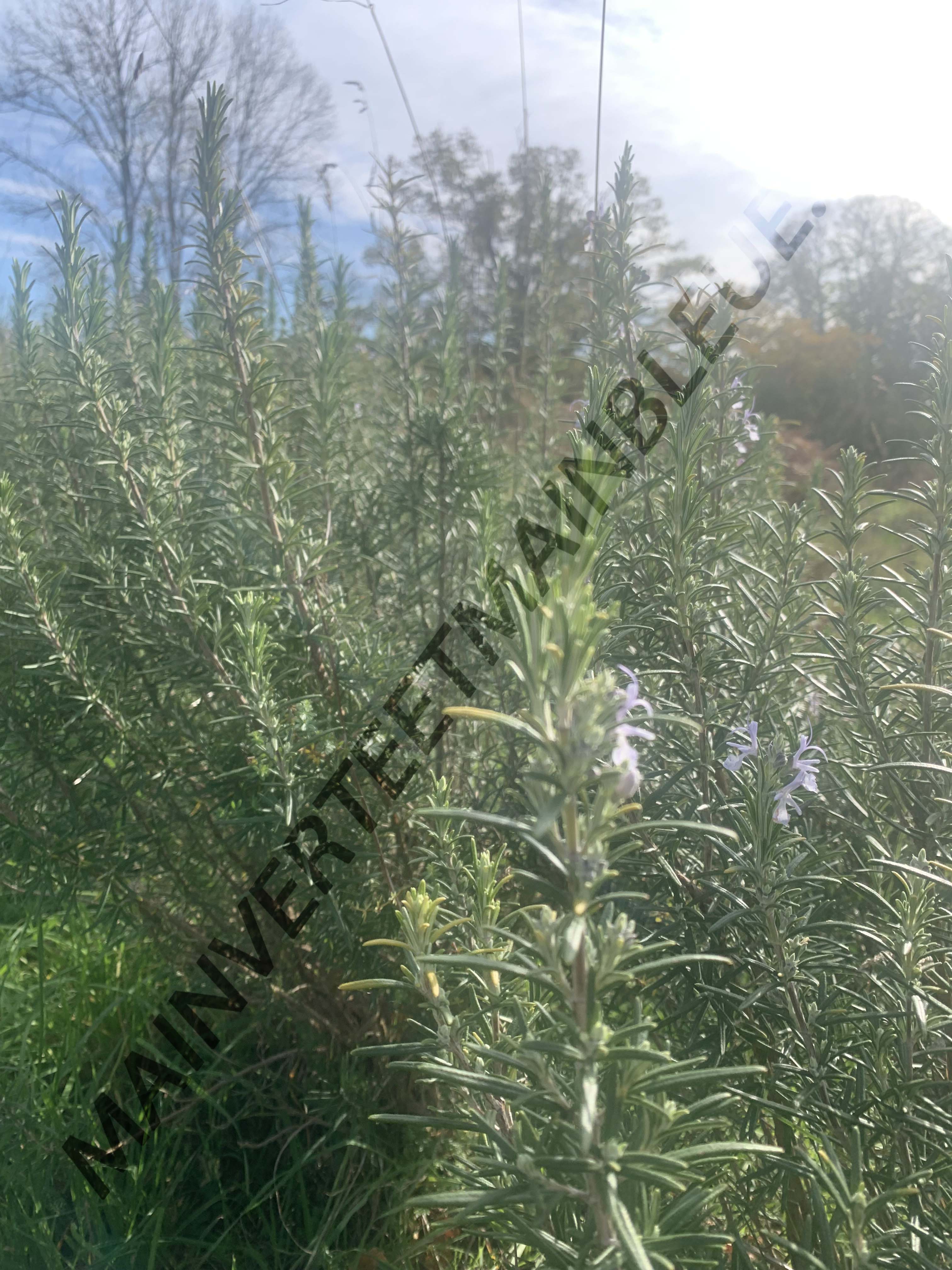 ROMARIN OFFICINAL<br><i><b>Salvia rosmarinus</i></b>