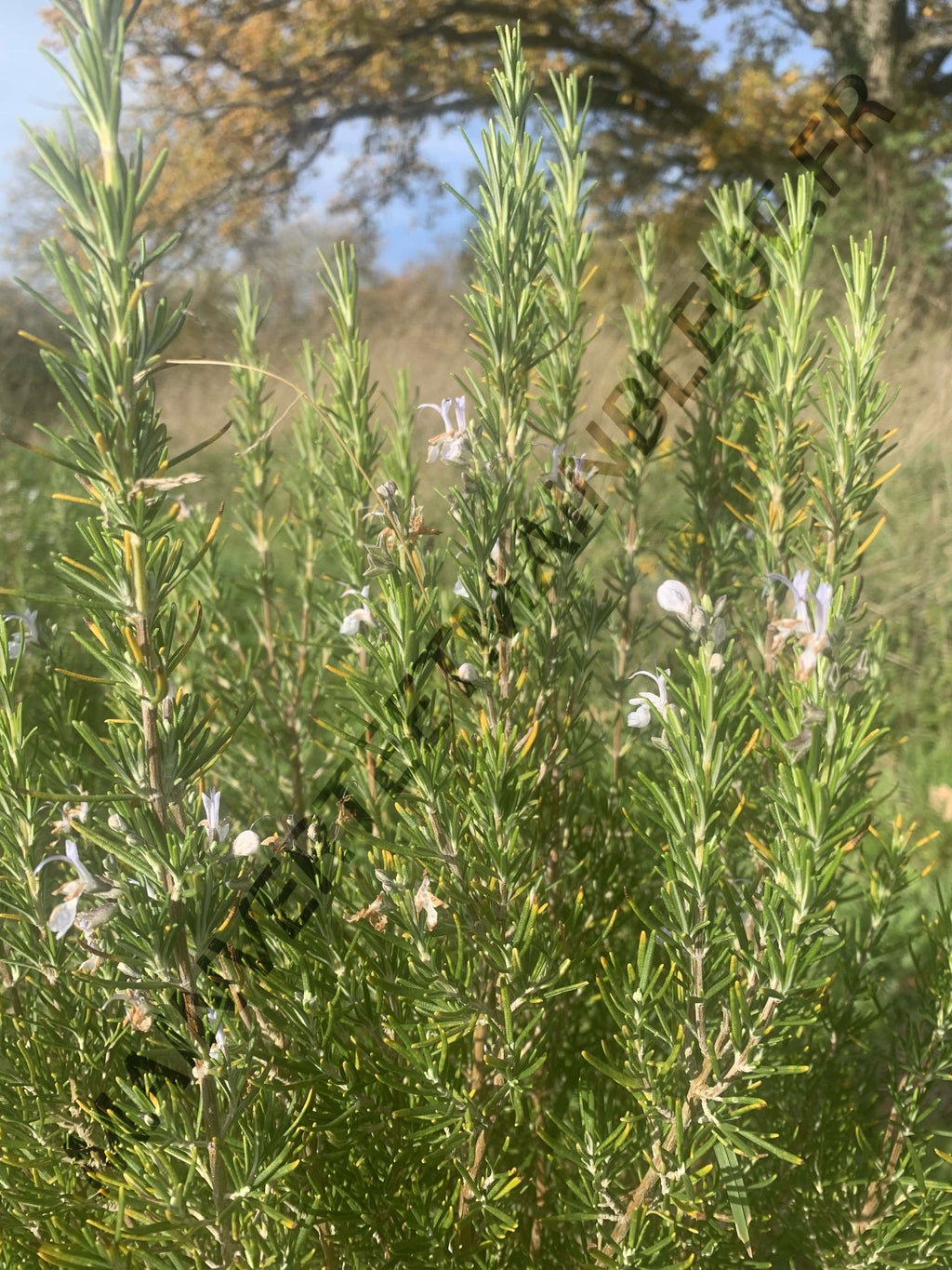 ROMARIN OFFICINAL<br><i><b>Salvia rosmarinus</i></b>