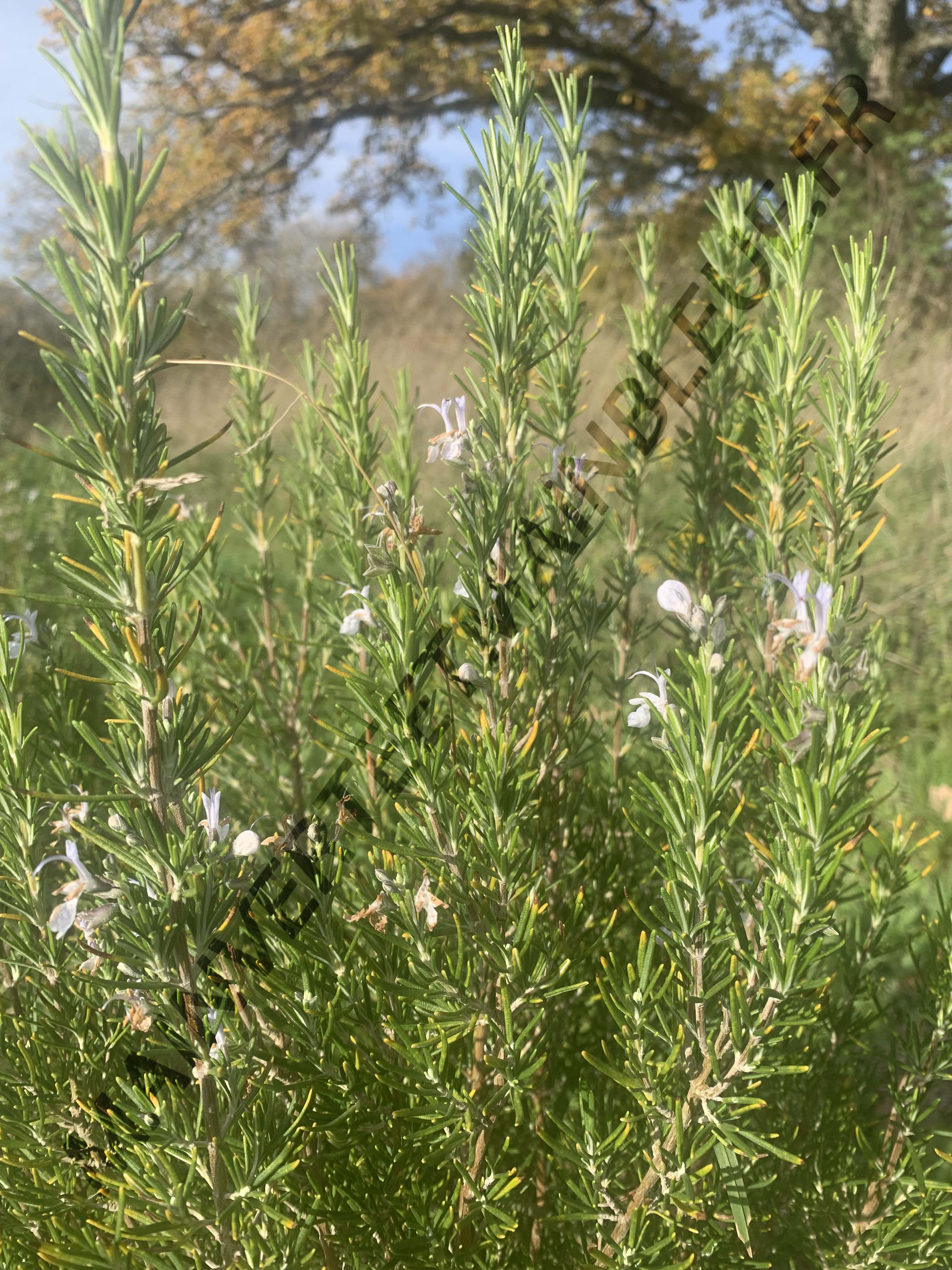 ROMARIN OFFICINAL<br><i><b>Salvia rosmarinus</i></b>