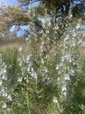 ROMARIN OFFICINAL<br><i><b>Salvia rosmarinus</i></b>
