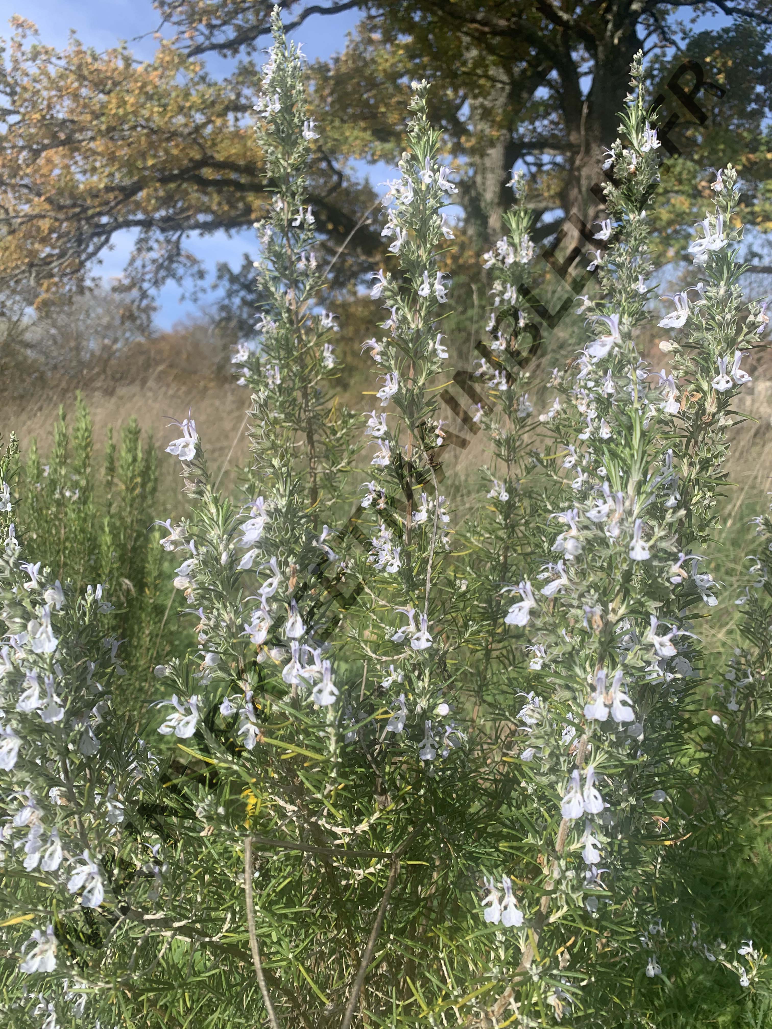 ROMARIN OFFICINAL<br><i><b>Salvia rosmarinus</i></b>