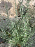 ROMARIN TOMENTEUX<br><i><b>Salvia x mendizabalii</i></b>