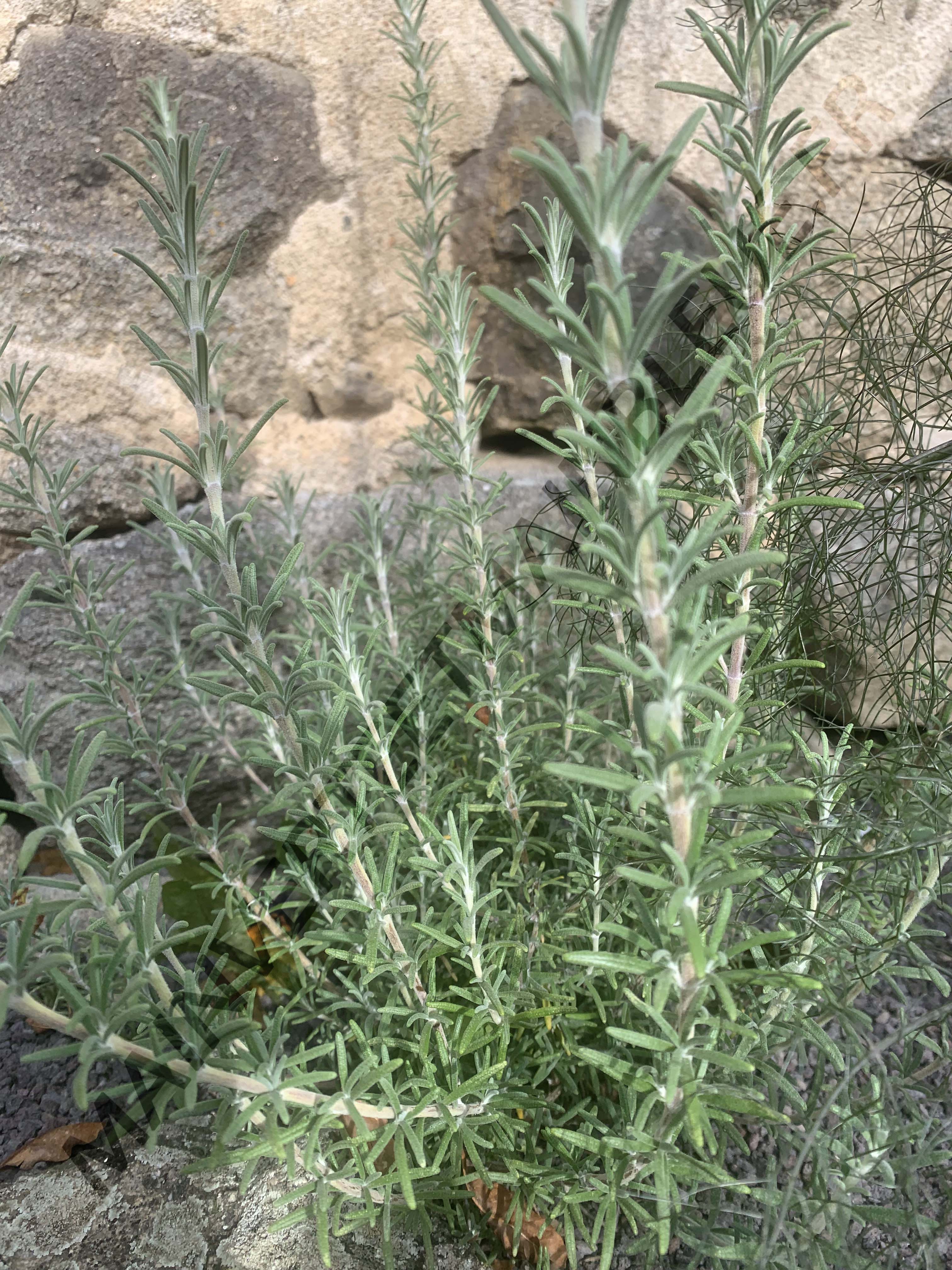 ROMARIN TOMENTEUX<br><i><b>Salvia x mendizabalii</i></b>