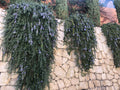 ROMARIN RAMPANT<br><i><b>Salvia Rosmarinus var. repens</i></b>
