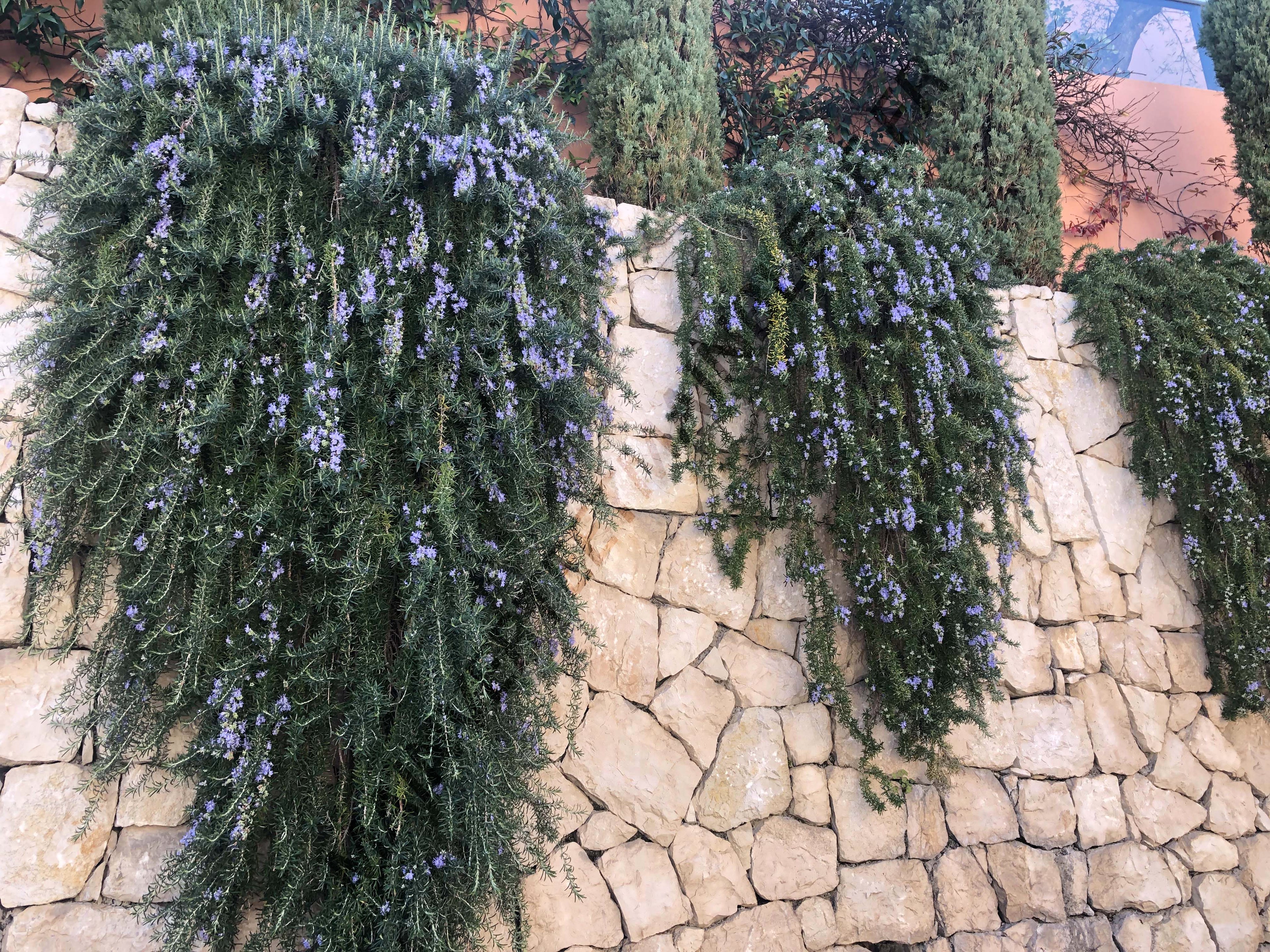 ROMARIN RAMPANT<br><i><b>Salvia Rosmarinus var. repens</i></b>