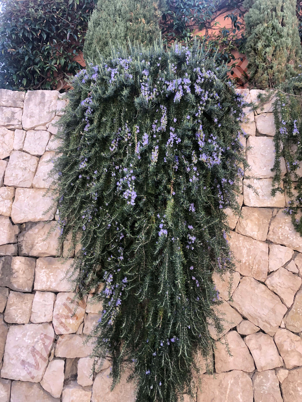 ROMARIN RAMPANT<br><i><b>Salvia Rosmarinus var. repens</i></b>