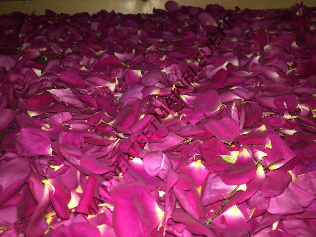 ROSE DE PROVINS<br><i><b>Rosa gallica</i></b>