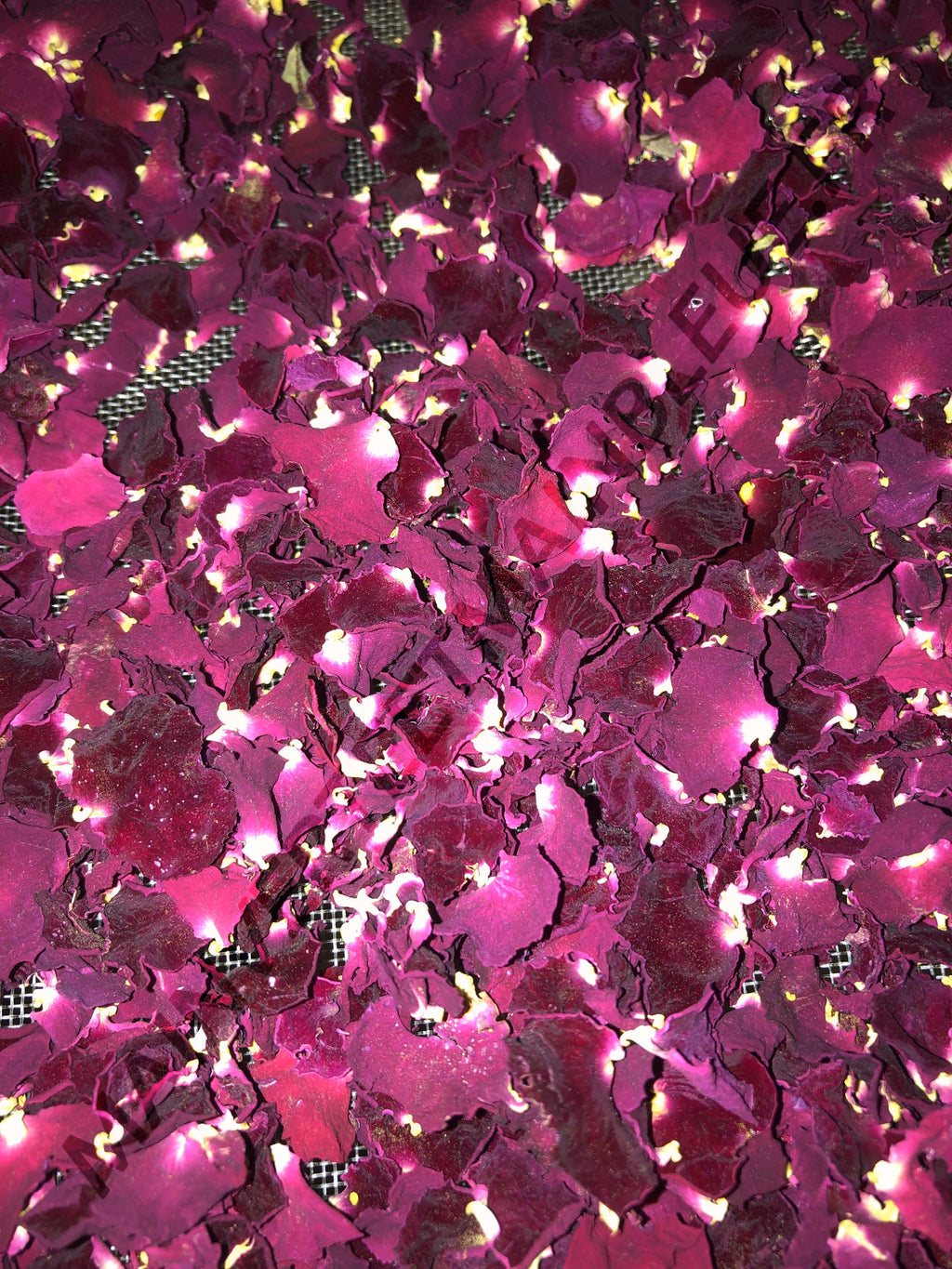 ROSE DE PROVINS<br><i><b>Rosa gallica</i></b>