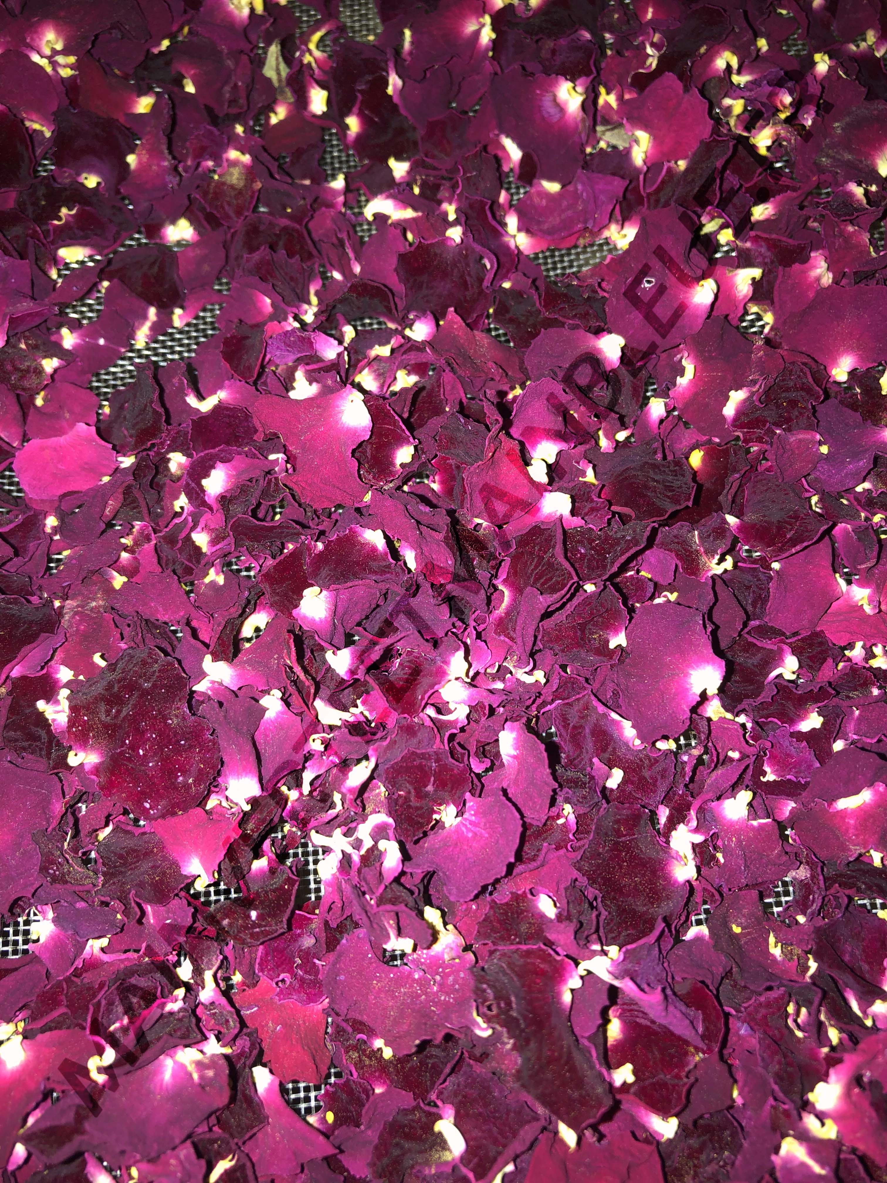 ROSE DE PROVINS<br><i><b>Rosa gallica</i></b>
