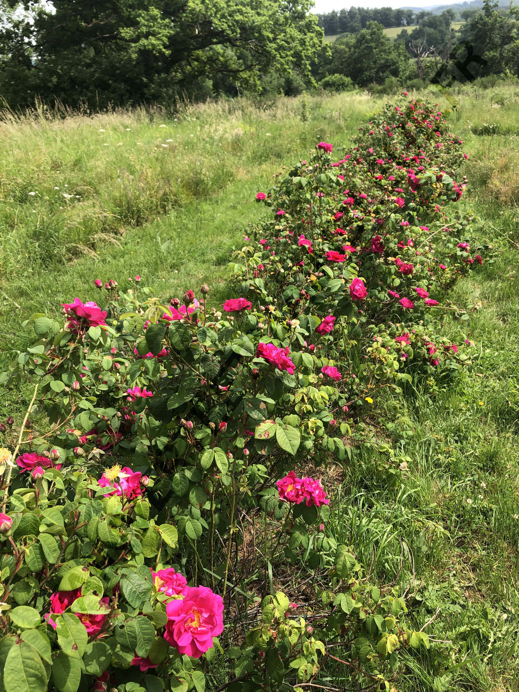 ROSE DE PROVINS<br><i><b>Rosa gallica</i></b>