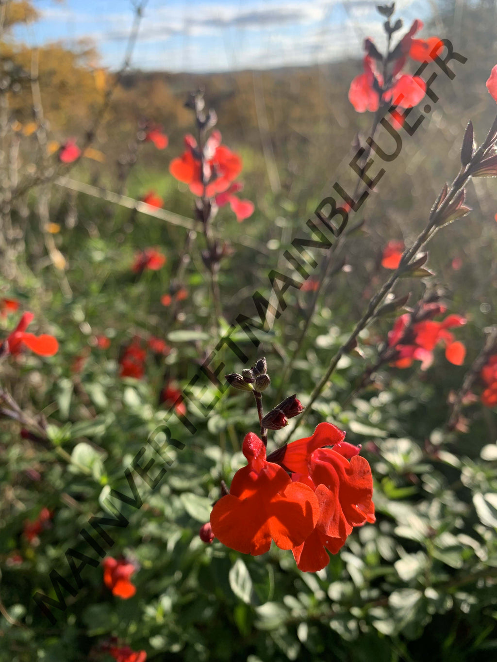SAUGE DE GRAHAM<br><i><b>Salvia microphylla</i></b>