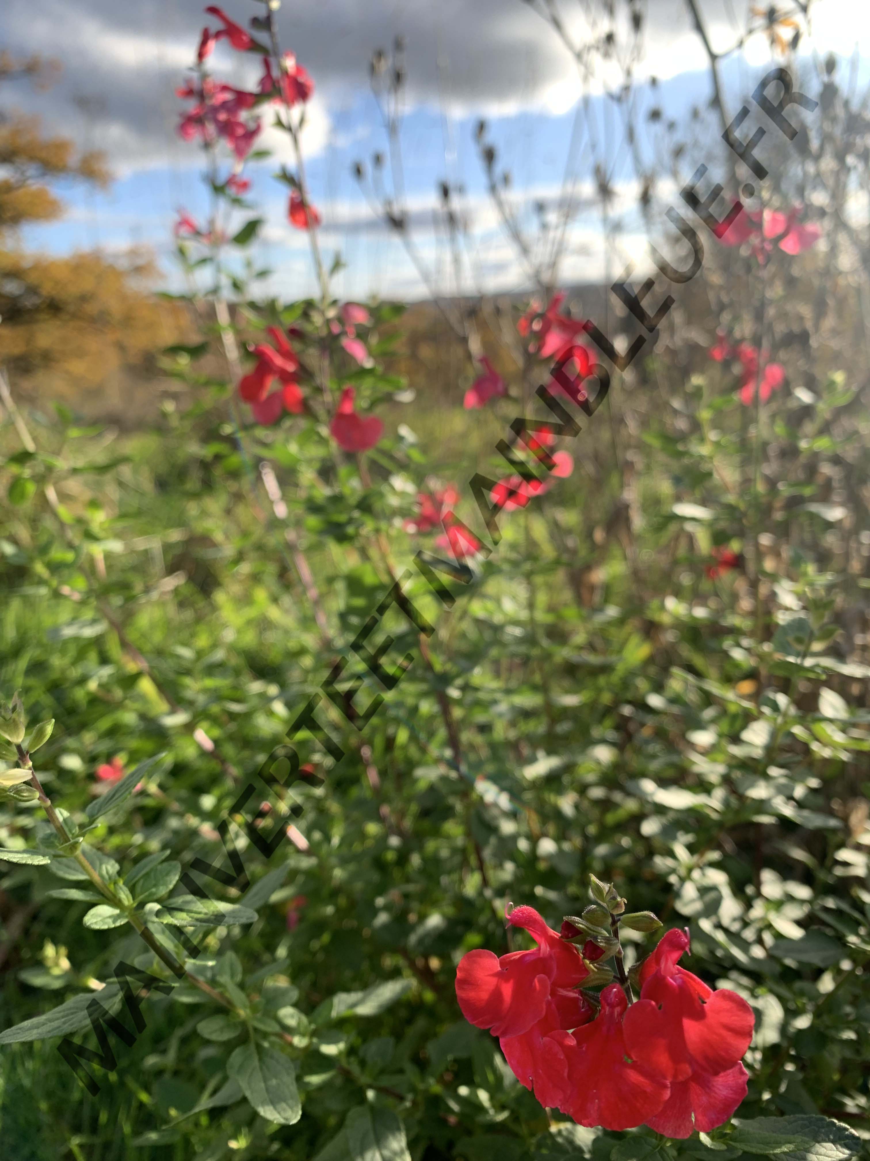 SAUGE DE GRAHAM<br><i><b>Salvia microphylla</i></b>