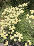 SANTOLINE LINDAVICA<br><i><b>Santolina lindavica</i></b>