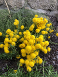 SANTOLINE VELUE<br><i><b>Santolina villosa</i></b>