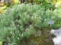 SARRIETTE DES MONTAGNES<br><i><b>Satureja montana</i></b>
