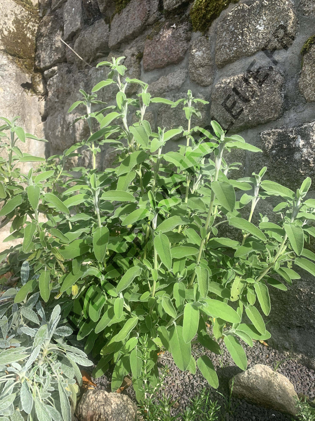 SAUGE TRILOBÉE<br><i><b>Salvia fruticosa</i></b>