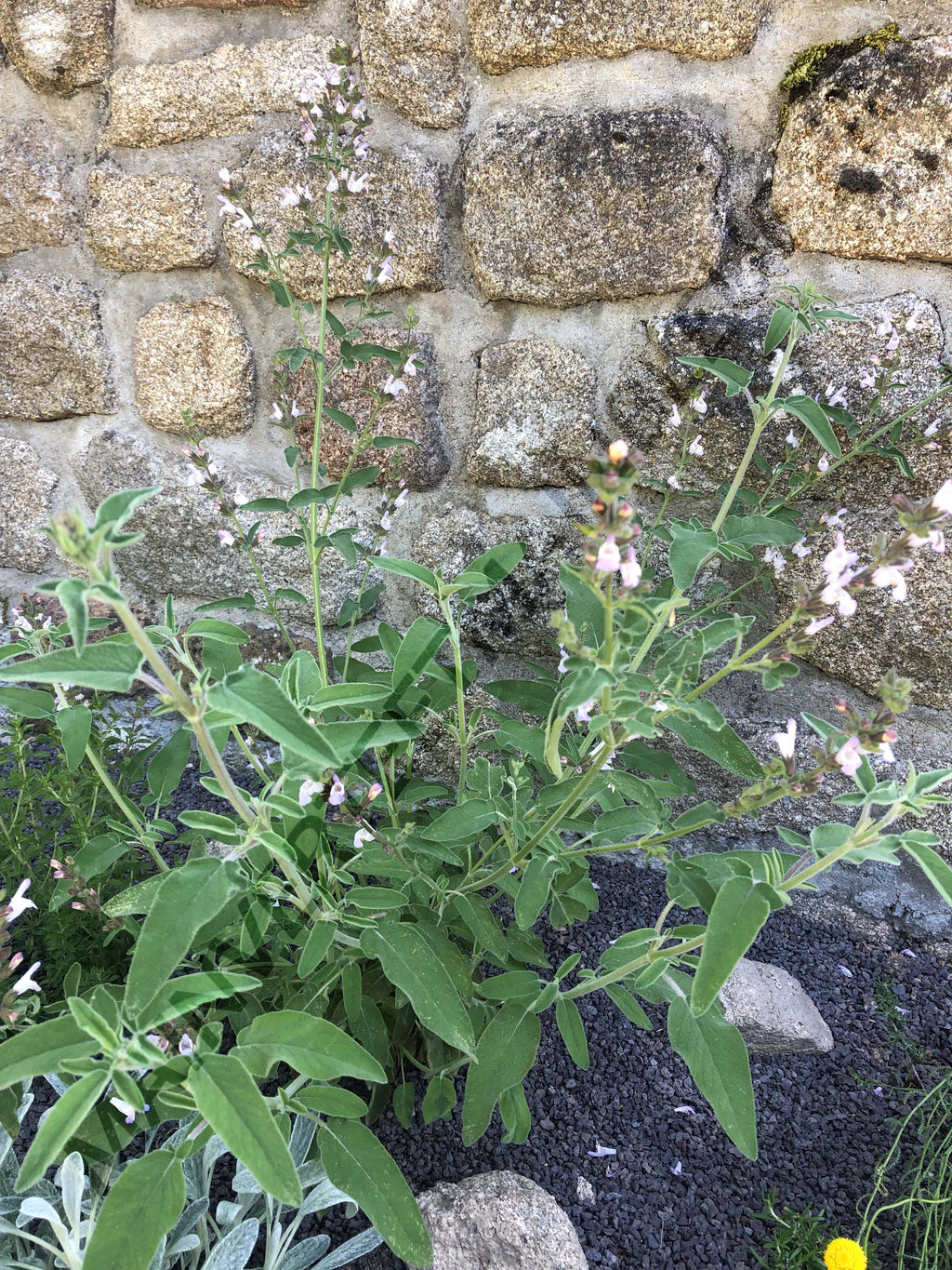 SAUGE TRILOBÉE<br><i><b>Salvia fruticosa</i></b>