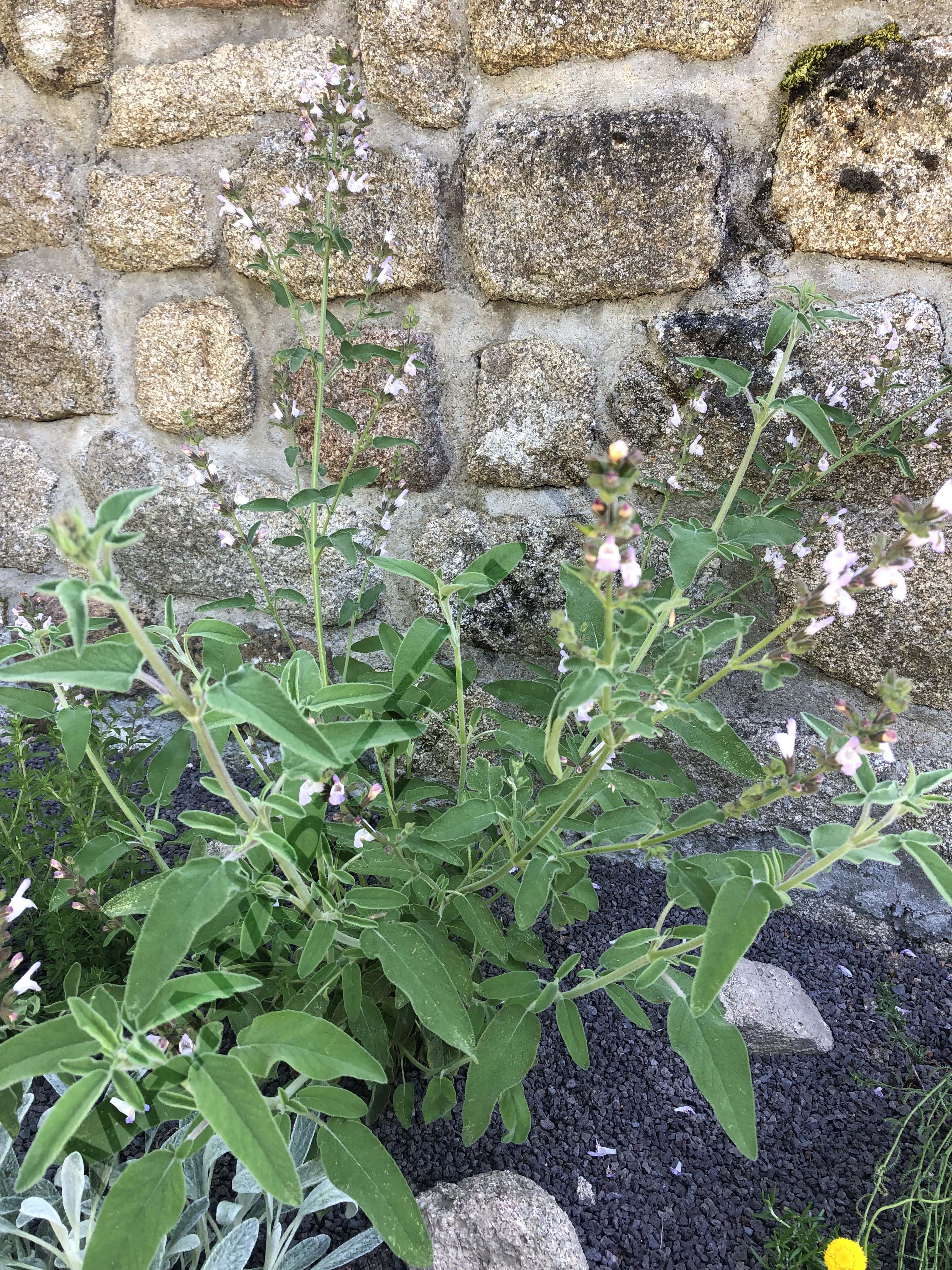 SAUGE TRILOBÉE<br><i><b>Salvia fruticosa</i></b>
