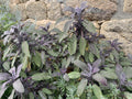 SAUGE POURPRE<br><i><b>Salvia officinalis 'Purpurascens'</i></b>