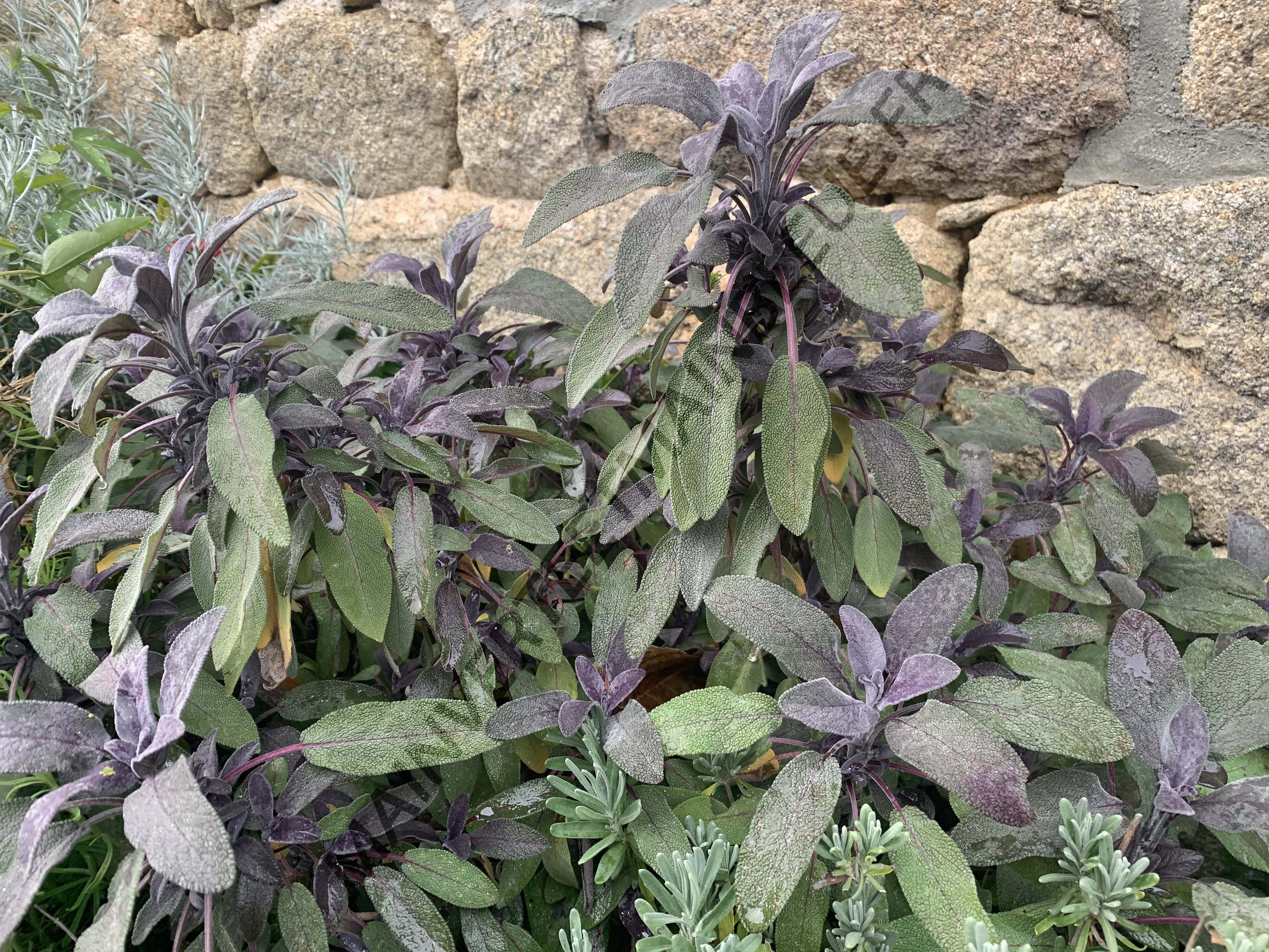 SAUGE POURPRE<br><i><b>Salvia officinalis 'Purpurascens'</i></b>