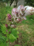 SAUGE SCLARÉE<br><i><b>Salvia sclarea</i></b>
