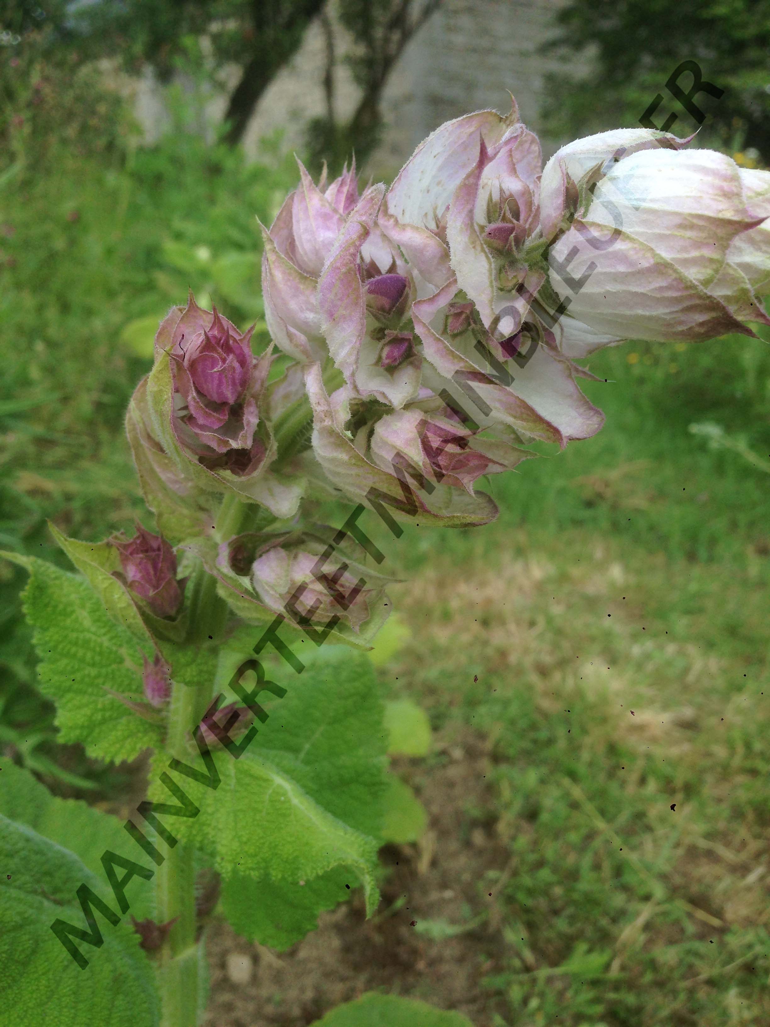 SAUGE SCLARÉE<br><i><b>Salvia sclarea</i></b>