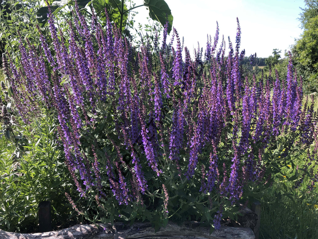 SAUGE AMPLEXICAULE<br><i><b>Salvia amplexicaulis</i></b>