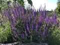 SAUGE AMPLEXICAULE<br><i><b>Salvia amplexicaulis</i></b>
