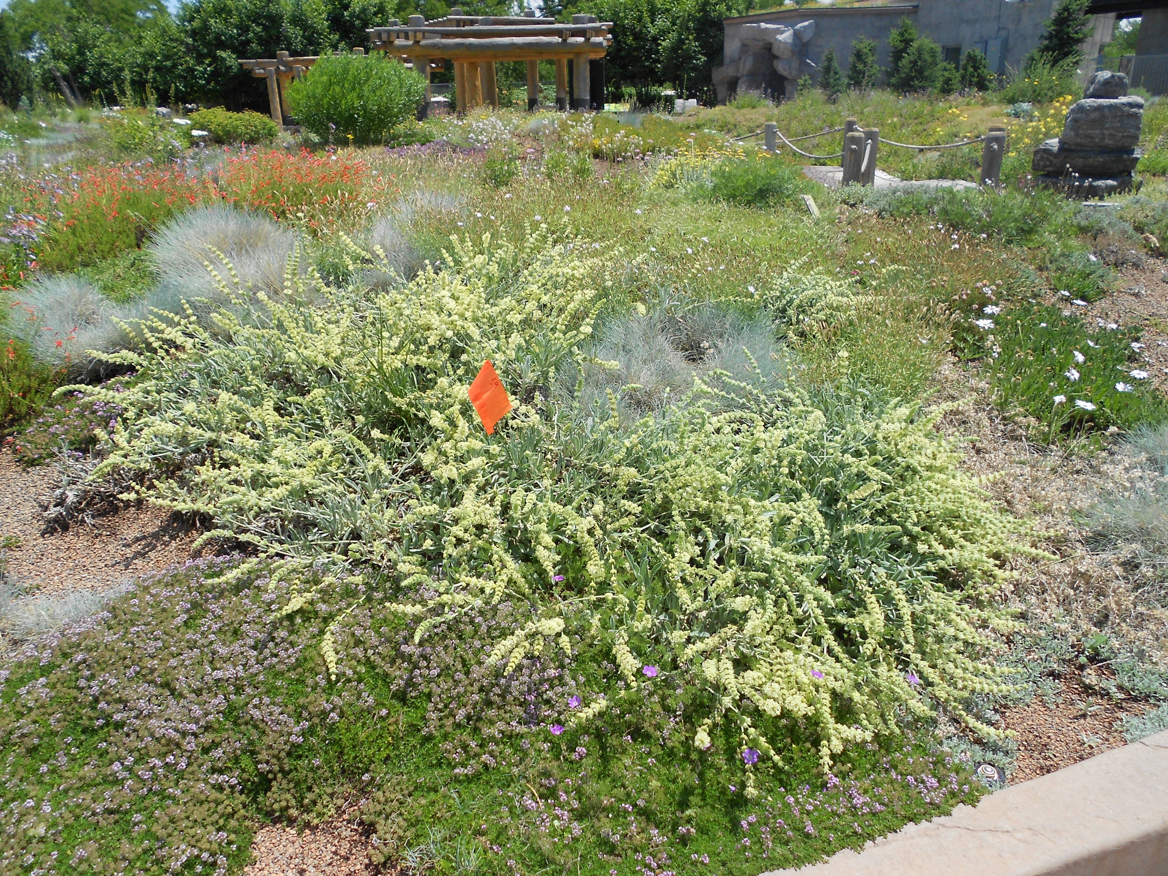 THÉ DE CRÊTE<br><i><b>Sideritis syriaca</i></b>