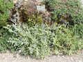 THE DU MONT OLYMPE<br><i><b>Sideritis scardica</i></b>