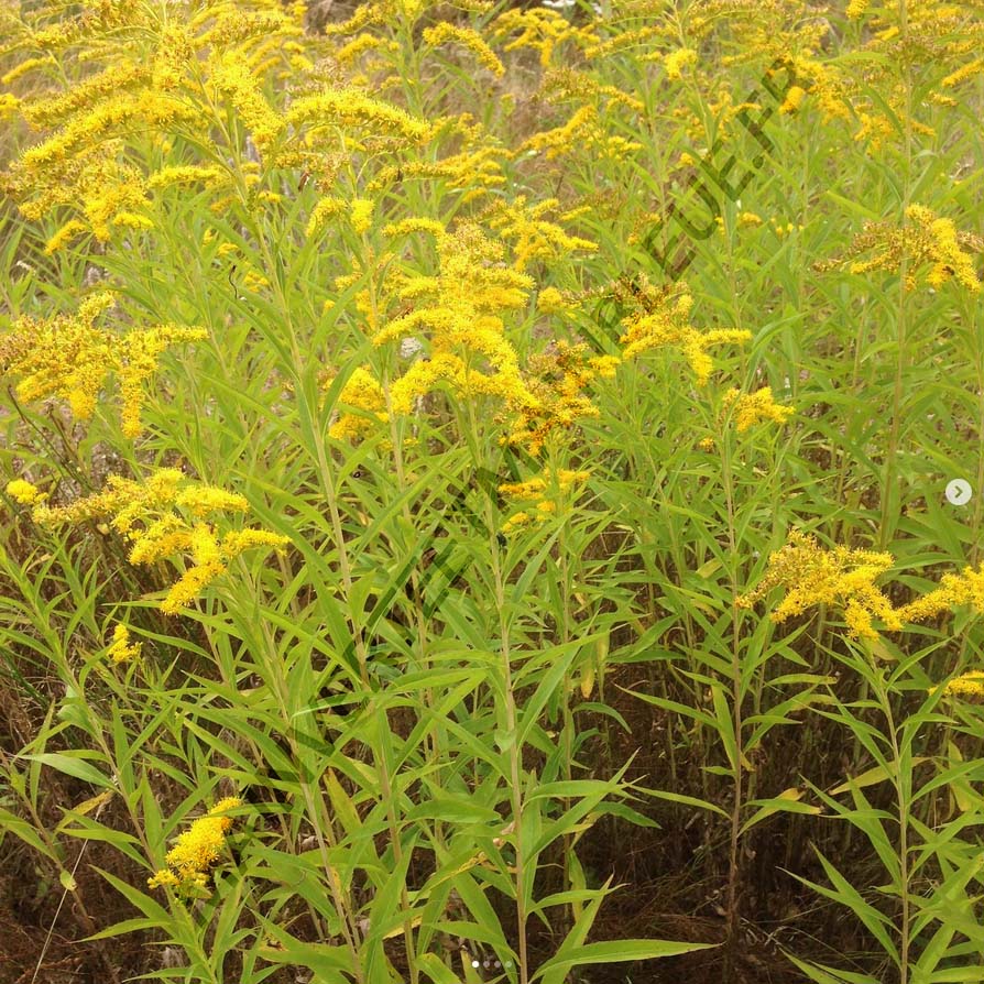 VERGE D'OR DU CANADA<br><i><b>Solidago canadensis</i></b>