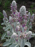 OREILLE D'OURS<br><i><b>Stachys byzantina</i></b>