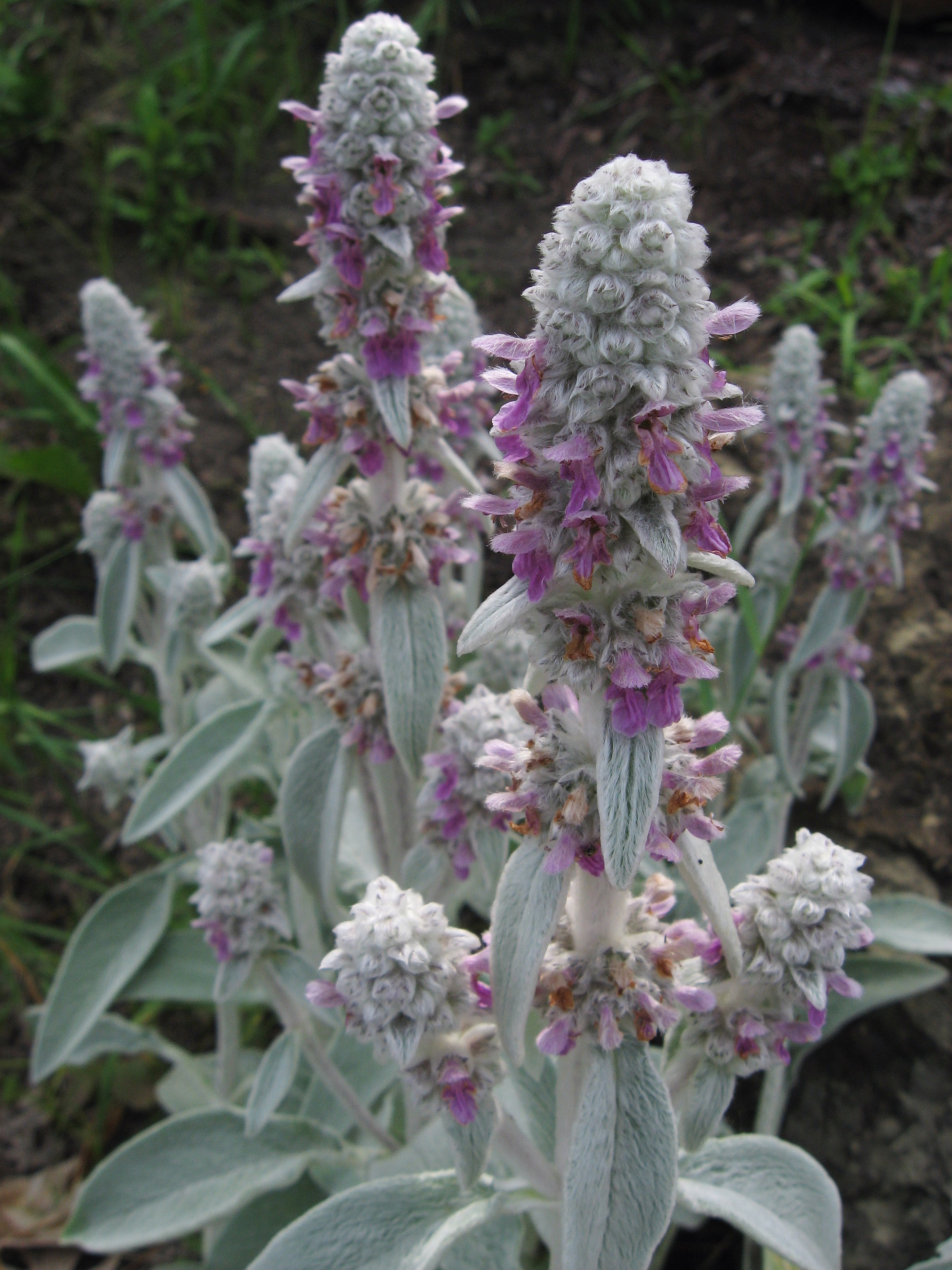 OREILLE D'OURS<br><i><b>Stachys byzantina</i></b>