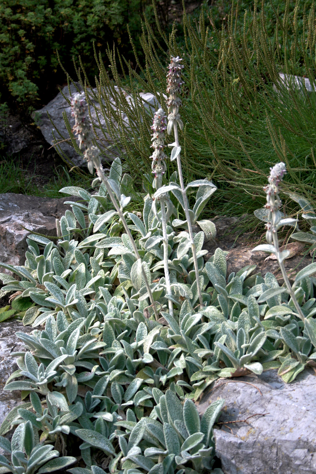 OREILLE D'OURS<br><i><b>Stachys byzantina</i></b>