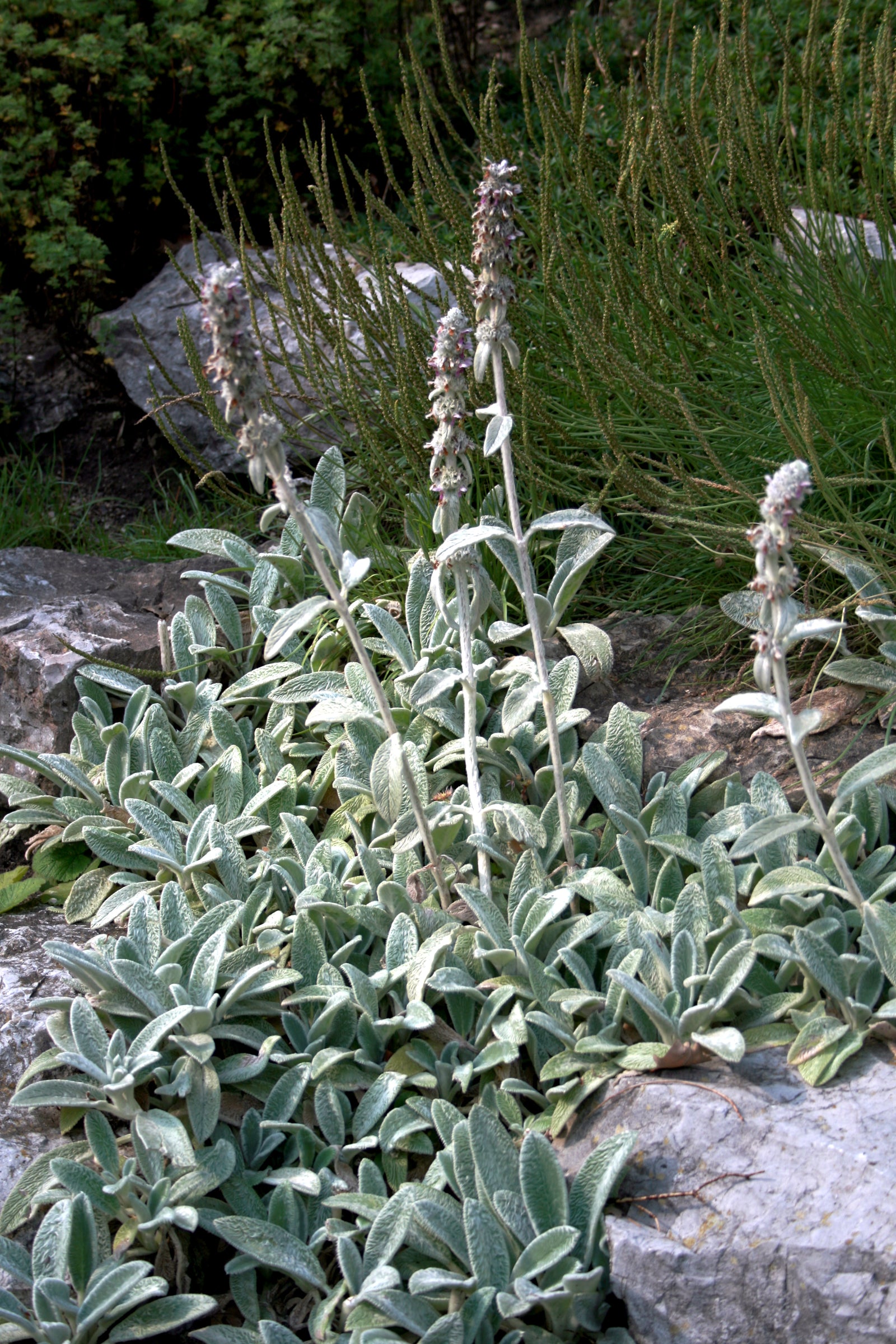 OREILLE D'OURS<br><i><b>Stachys byzantina</i></b>