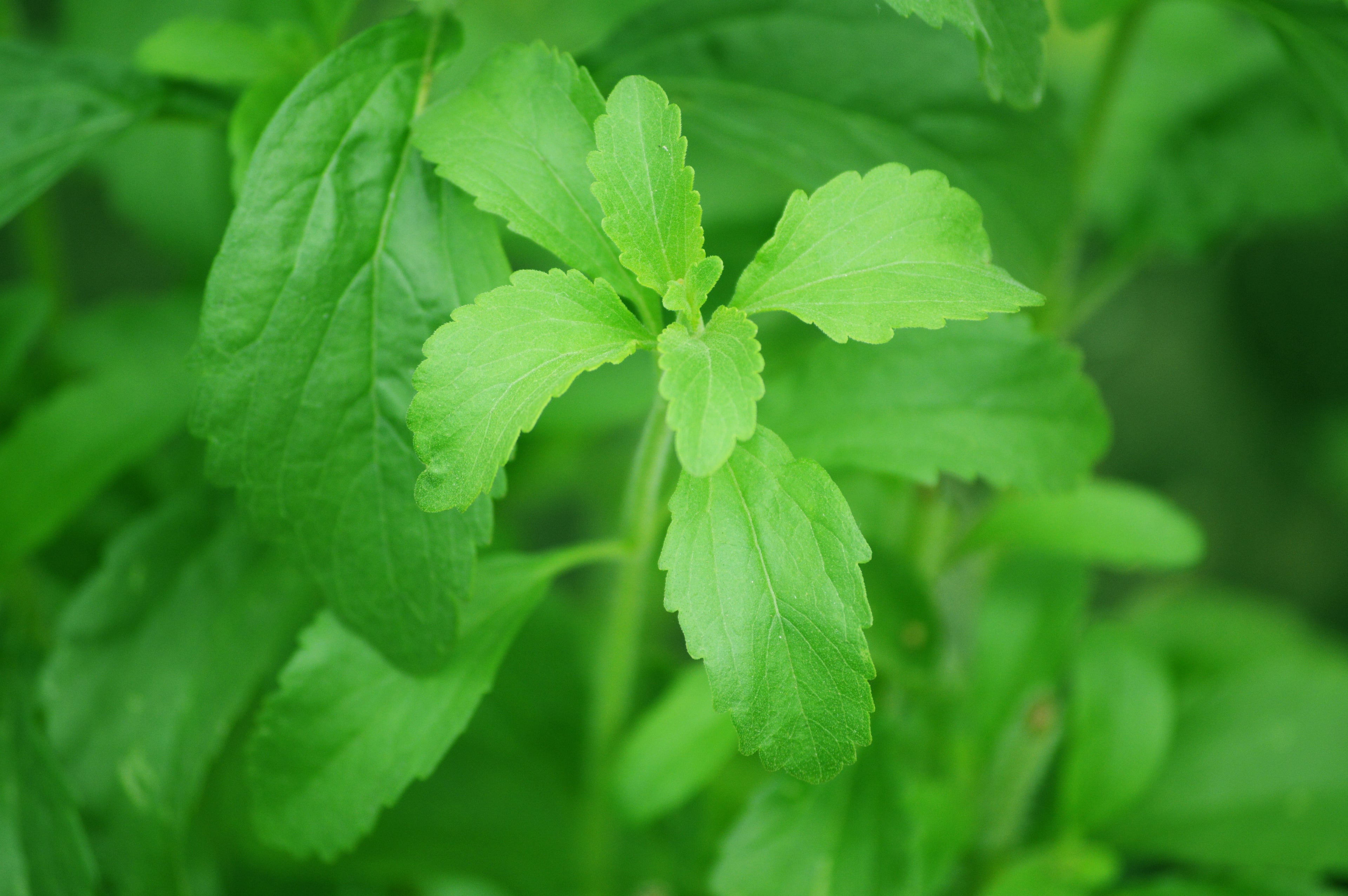 STEVIA<br><i><b>Stevia rebaudiana</i></b>