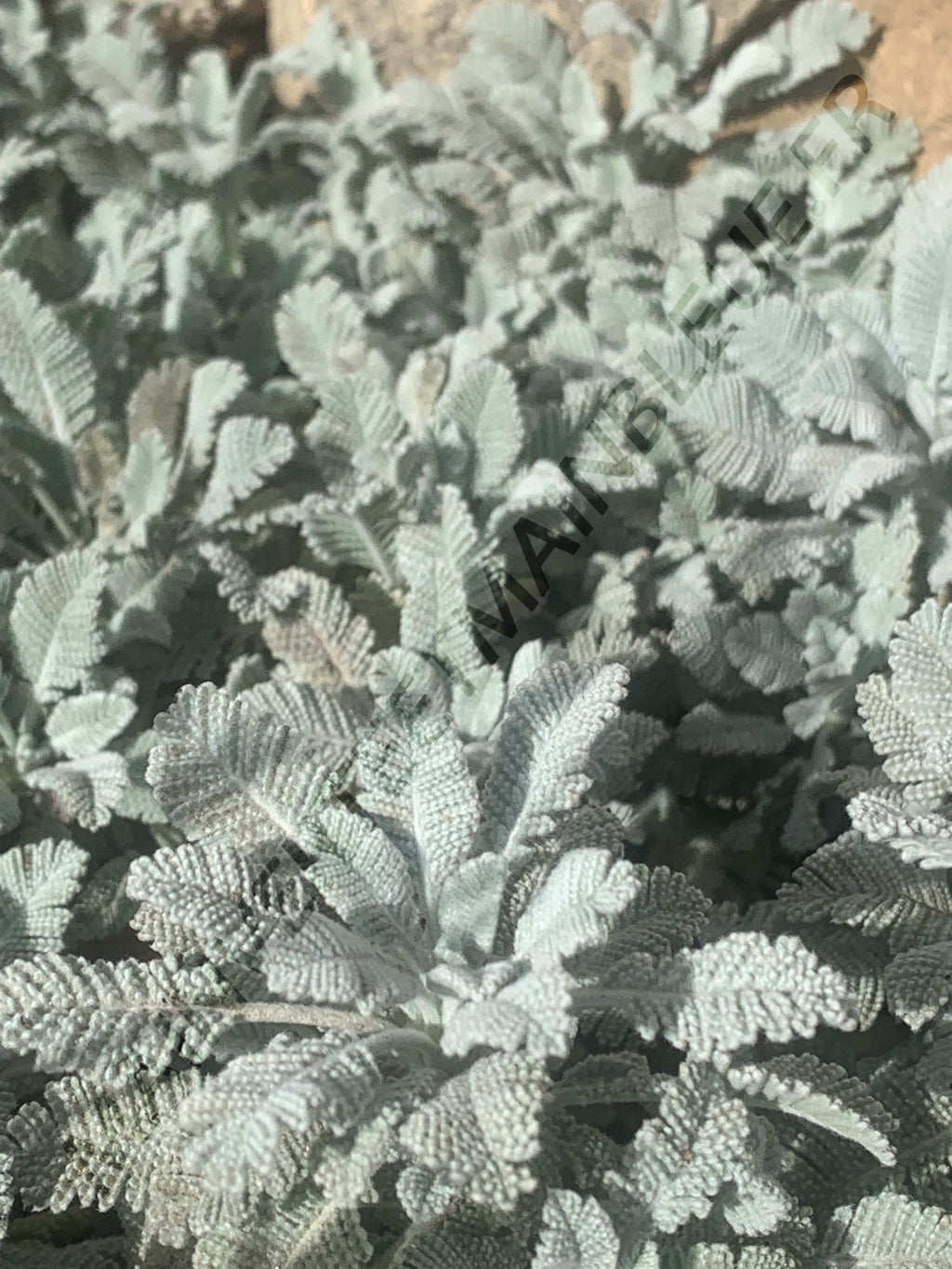 PLUME DE PERDRIX<br><i><b>Tanacetum densum subsp. amanii</i></b>