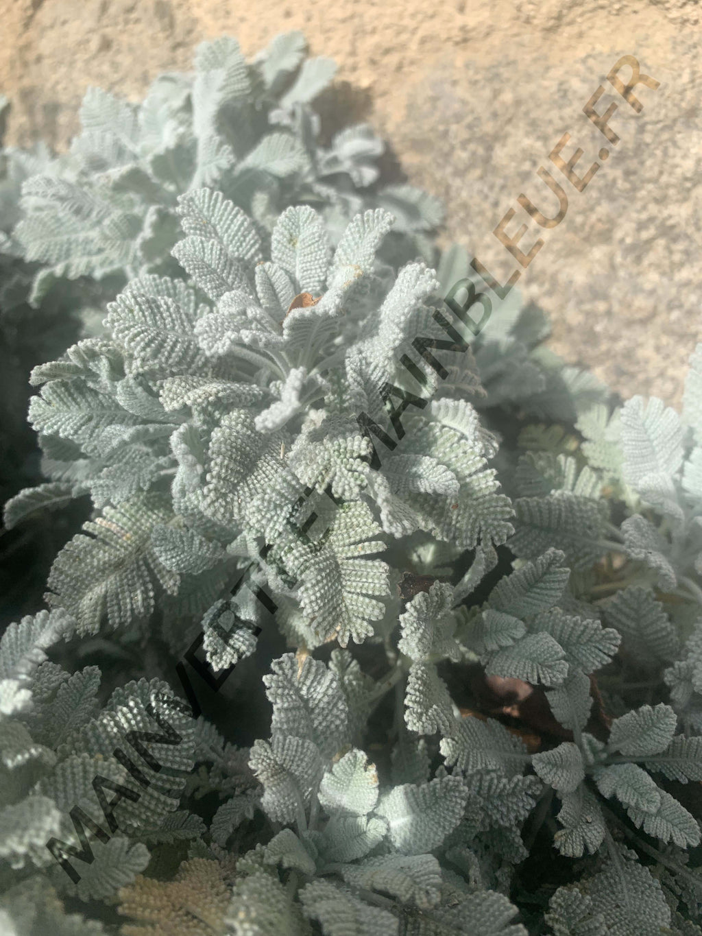 PLUME DE PERDRIX<br><i><b>Tanacetum densum subsp. amanii</i></b>