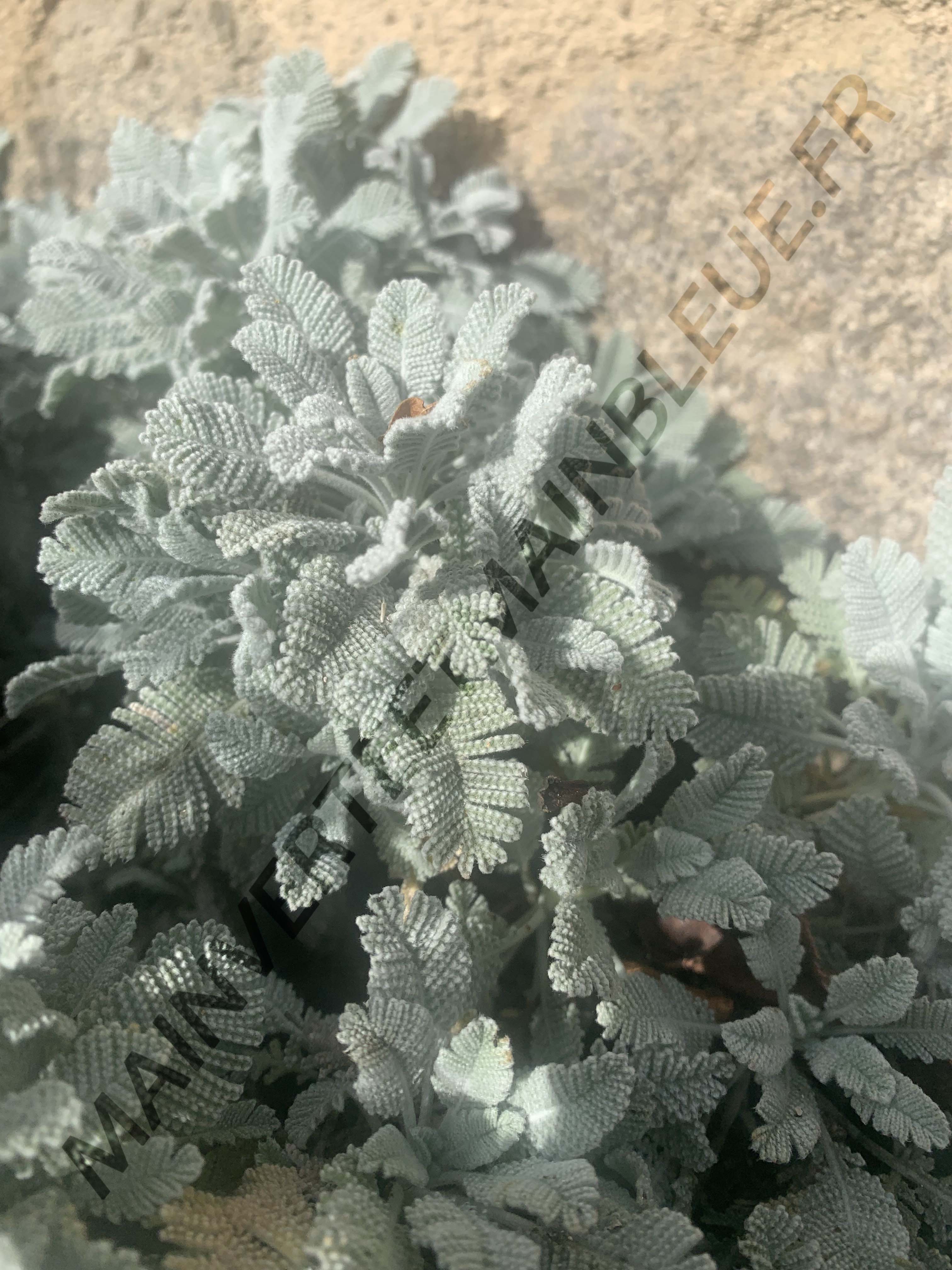 PLUME DE PERDRIX<br><i><b>Tanacetum densum subsp. amanii</i></b>