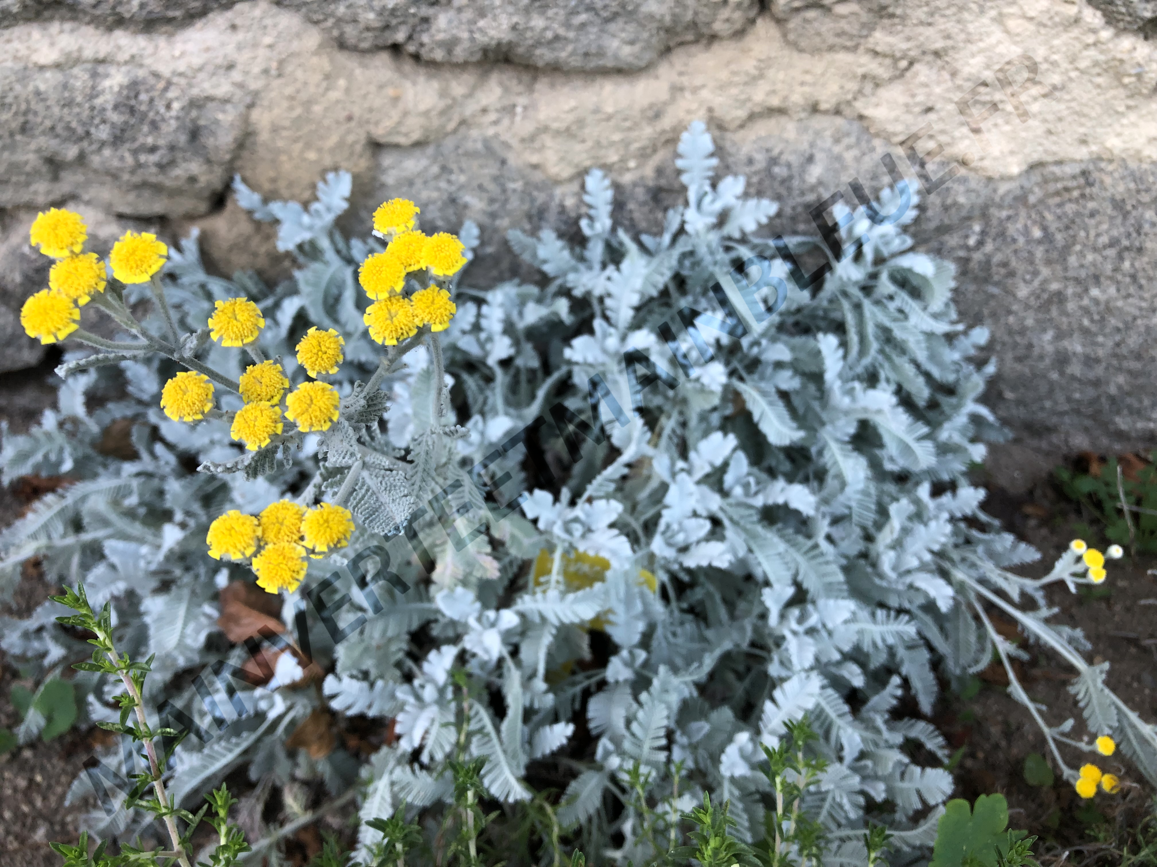 PLUME DE PERDRIX<br><i><b>Tanacetum densum subsp. amanii</i></b>