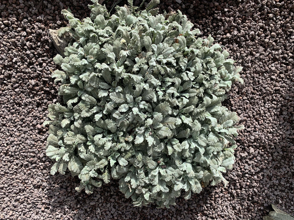 PLUME DE PERDRIX<br><i><b>Tanacetum densum subsp. amanii</i></b>