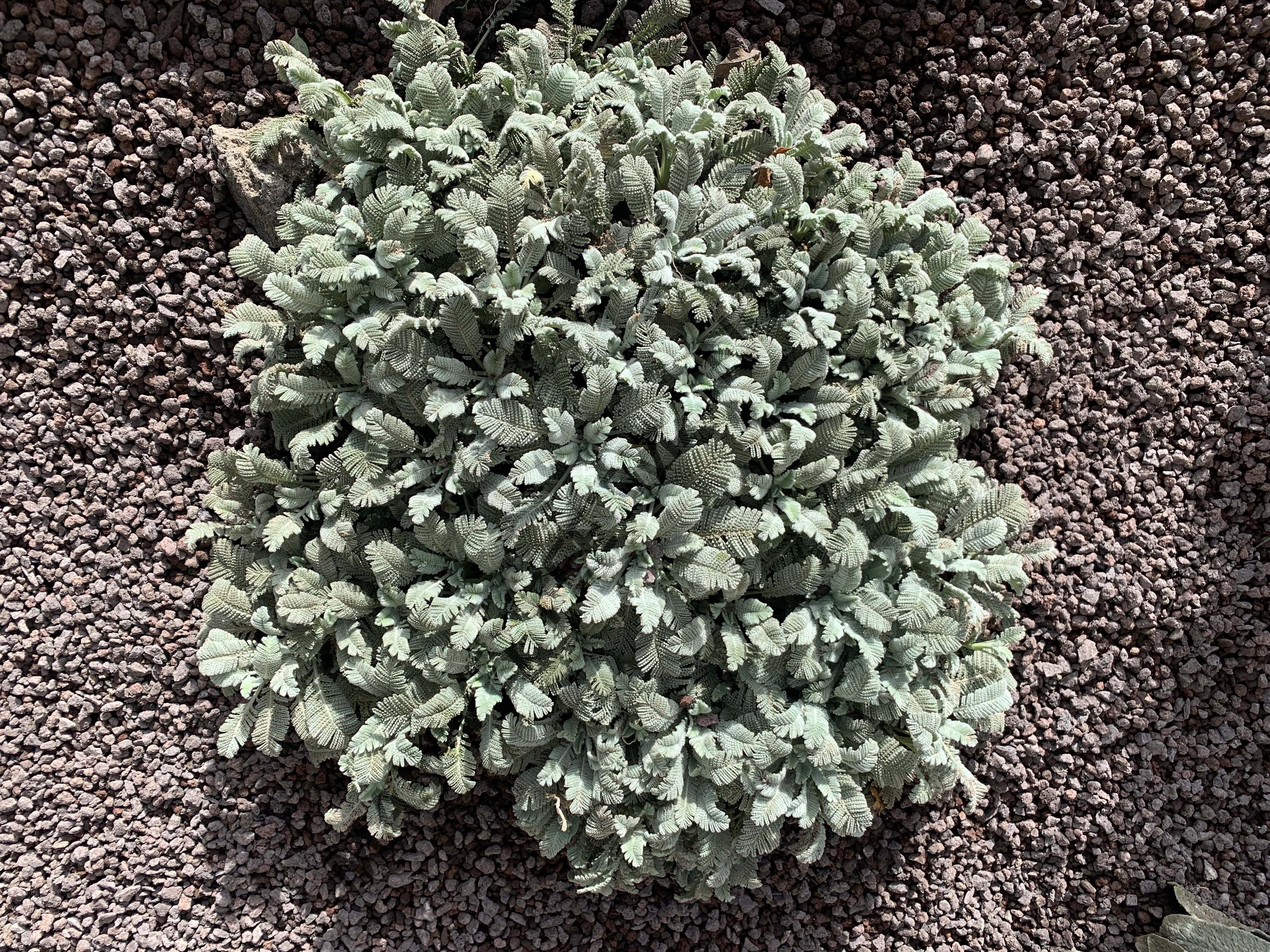 PLUME DE PERDRIX<br><i><b>Tanacetum densum subsp. amanii</i></b>
