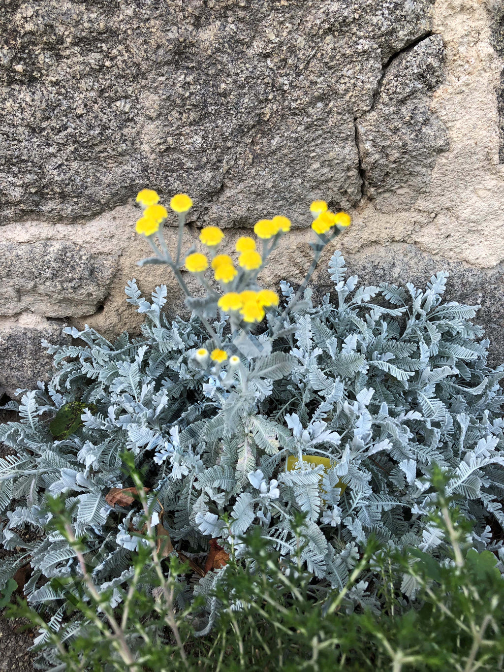 PLUME DE PERDRIX<br><i><b>Tanacetum densum subsp. amanii</i></b>