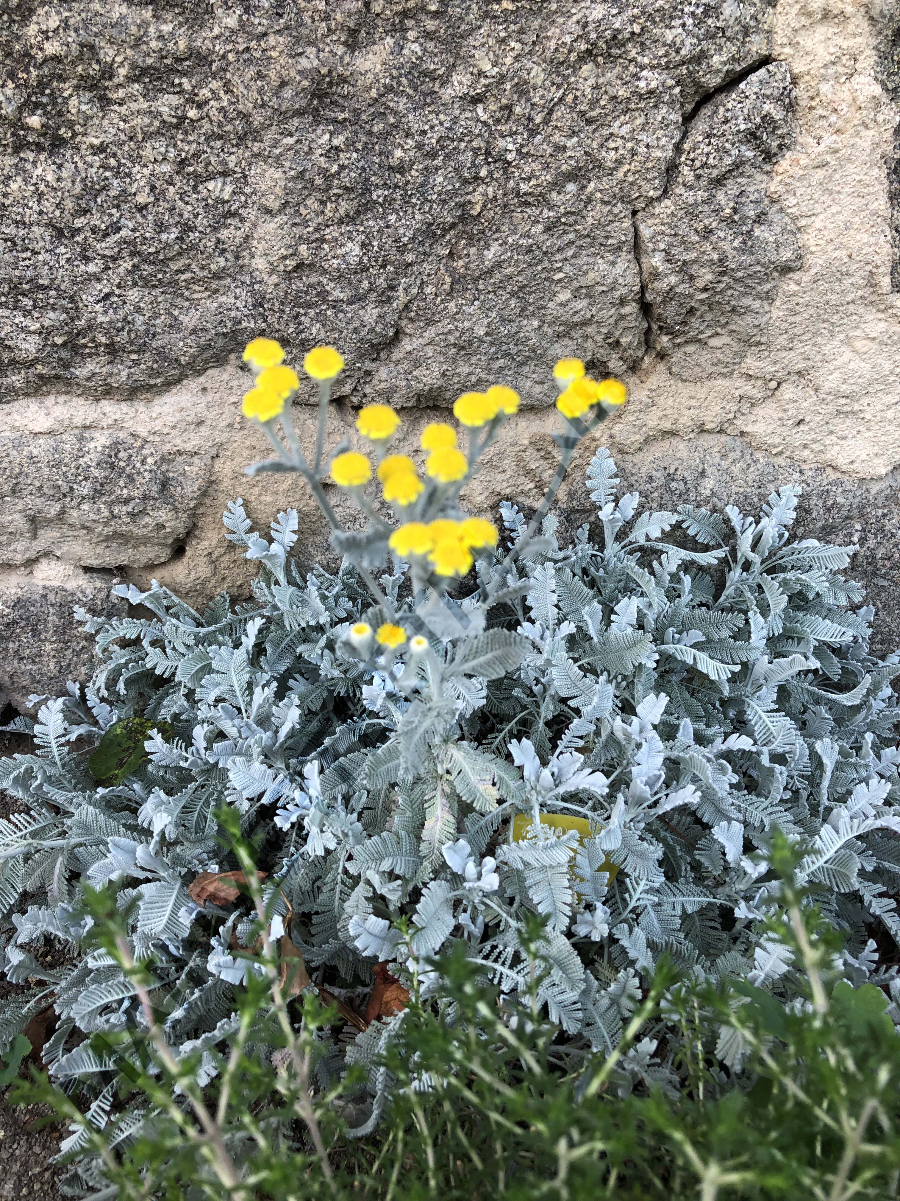 PLUME DE PERDRIX<br><i><b>Tanacetum densum subsp. amanii</i></b>