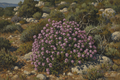 genere un dessin fait au pinceau dans le style du peintre courbet, de thymbra capitata en fleurs, integré dans le maquis