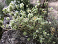 THYM RESINEUX<br><i><b>Thymus mastichina</i></b>